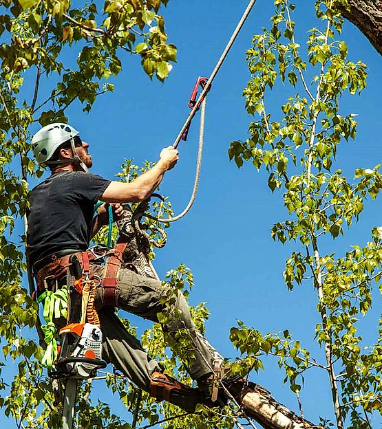 Aly Cleaning Home Support poda de arboles 